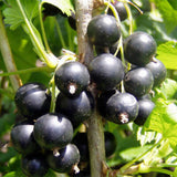 Egrow,Blackcurrant,Seeds,Ribes,Nigrum,Fruit,Bonsai,Garden,Plant