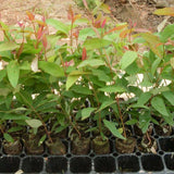 Egrow,Eucalyptus,Seeds,Bonsai,Aromatherapy,Tropical,Garden,plant