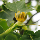 Egrow,Magnoliaceae,Flower,Seeds,Ornamental,Plant,Liriodendron,Chinense,Bonsai,Seeds