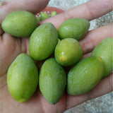Olive,Seeds,Semente,Plants,Perennial,Delicious,Garden,Fruit