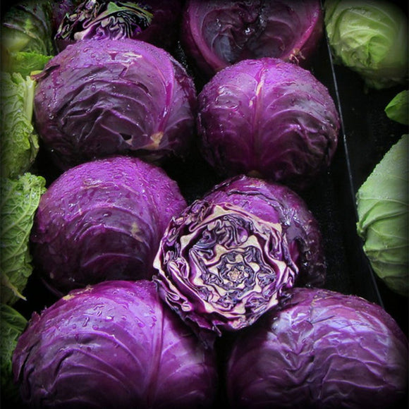 Egrow,Purple,Cabbage,Seeds,Organic,Seasons,Healthy,Vegetable,Plants