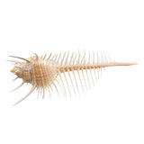 Natural,Murex,Pecten,Shell,Conch,Coral,Snail,Ornament,Decorations