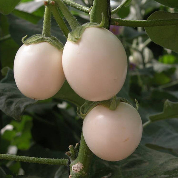 Egrow,White,Tomato,Seeds,Gardening,Plants,Tasty,Vegetable,Fruit,Seeds