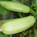 Egrow,Bottle,Gourd,Seeds,Funny,Vegetable,Gourd,Spoon,Seeds