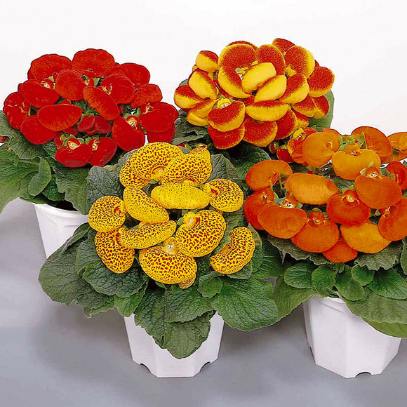 Egrow,Calceolaria,herbeohybrida,Seeds,Bonsai,flower,Garden,plant