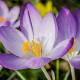 Egrow,Saffron,Crocus,Seeds,Bulbs,Bonsai,Spice,Sativus,Flower,Garden,Plant