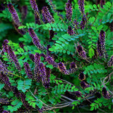 Egrow,Amorpha,Fruticosa,Seeds,False,Indigo,Plant,Amorpha,Fruticosa