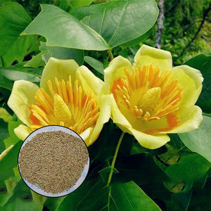 Egrow,Magnoliaceae,Flower,Seeds,Ornamental,Plant,Liriodendron,Chinense,Bonsai,Seeds