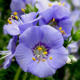 Egrow,Violet,Seeds,Perennial,Polemonium,Flower,Bonsai,Garden,plant