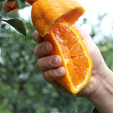 Egrow,Orange,Seeds,Fruit,Organic,Trees,Garden,Plant