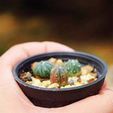 Egrow,Succulent,Planet,Seeds,Astrophytum,Garden,Plant