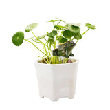 Automatic,Sensor,Resin,Moisture,Meter,Plant,Moisture,Tester,Indoor,Bonsai,Watering,Reminder,Garden,Detector,Hygrometer