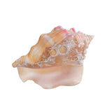 Shell,Conch,Natural,Coral,Ocean,Beach,Ornament,Craft,Decor