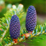 Egrow,Abies,Seeds,Nordmann,Christmas,Conifer,Flower,House,Garden,Bonsai,Plants,Flower