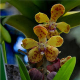 Egrow,Orchid,Bonsai,Plant,Seeds,Natural,Growth,Flower,Seeds,Garden