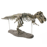 Colour,Tyrannosaurus,Skeleton,Dinosaur,Animal,Collector,Model,Decorations