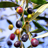 Egrow,Olive,Seeds,Fruit,Seeds,Bonsai,Plants,Garden,Exotic,Plant,Species,Seeds