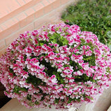 Egrow,Geranium,Garden,Potted,Flower,Seeds,Perennial,Courtyard,Balcony,Outdoor,Plant