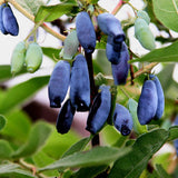 Egrow,Lonicera,Caerulea,Fruit,Seeds,Garden,Plants,Honeyberry,Blueberry,Seeds
