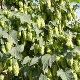 Egrow,Seeds,Humulus,Lupulus,Brewing,Plant,German,Magnum