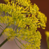 Egrow,Fennel,Seeds,Anise,Foeniculum,Bonsai,flower,Garden,plant