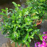 Egrow,Pistacia,Weinmannifolia,Seeds,Pistacia,Weinmannifolia,Plant,Pistacia,Weinmannifolia