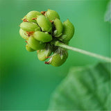 Egrow,Fructus,Psoraleae,Seeds,Fructus,Psoraleae,Semente,Plant,Chinese,Malaytea,Scurfpea