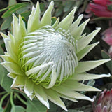 Egrow,Protea,Seeds,Protea,Cynaroides,Bonsai,Planting,Bonsai,Flower,Bonsai,Flower