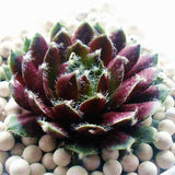 Egrow,Sempervivum,Seeds,Colorful,Gardening,Succulent,Plant,Flower