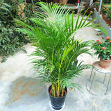 Egrow,Chrysalidocarpus,Lutescens,Plant,Seeds,Decoration,Areca,Indoor,Butterfly,Bonsai