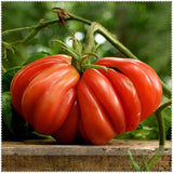 Egrow,Giant,Tomato,Seeds,Plants,Organic,Heirloom,Plants,Vegetables,Perennial,Plant,Garden,Planting