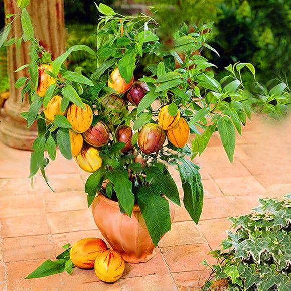 Egrow,Sweet,Melon,Seeds,Melon,Fruit,Plant,Seeds,Garden,Balcony,Vegetable