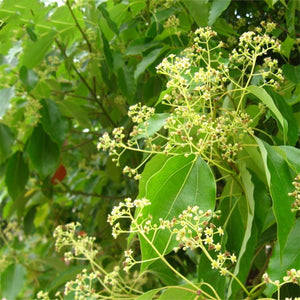 Egrow,Camphor,Seeds,Camphor,Semente,Plant,Cinnamomum,Camphora,Chinese,Camphor