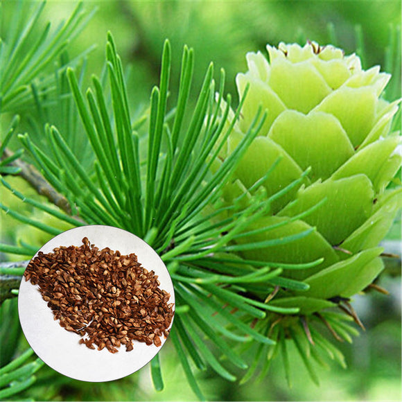 Egrow,Seeds,Bonsai,Larch,Plants,Garden,Potted,Perennial,Larix,Plant,Flower,Growing