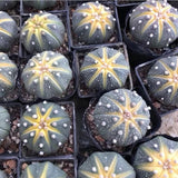 Egrow,Succlent,Seeds,Astrophytum,asterias,cactus,flower,Bonsai,Garden,plant