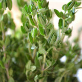 Egrow,Thyme,Seeds,Green,Lemon,Thyme,Grass,Bonsai,Garden,Plant,Vegetable,Bonsais,Thymus,Citriodorus,Mosquito,Repelling,Creeping