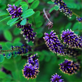 Egrow,Amorpha,Fruticosa,Seeds,False,Indigo,Plant,Amorpha,Fruticosa