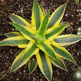 Egrow,Cacti,Agave,Seeds,Succulent,Plants,Indoor,Planta,Potted,Agave,Plants,Garden