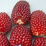 Egrow,Jackfruit,Strawberry,Seeds,Garden,Plants,Fruit,Seeds