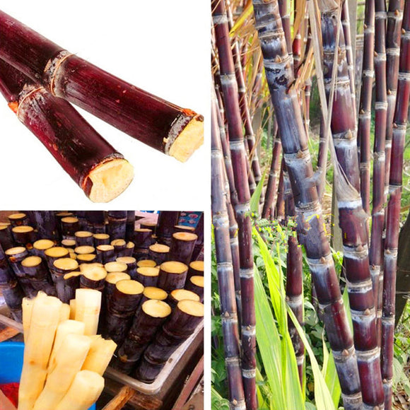 Egrow,Sugarcane,Seeds,Succulent,Sugar,Bonsai,Delicious,Vegetable,Fruits,Garden,Plant
