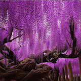 10Pcs,Purple,Wisteria,Flower,Seeds,Wisteria,Sinensis,Garden,Plant