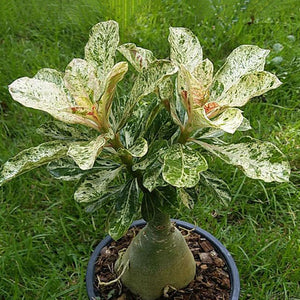 Egrow,Seeds,Desert,Scarce,Grafted,Variegated,Leaves,Petals,Garden,Flowers,Adenium,Obesum