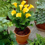 Egrow,Calla,Seeds,Garden,Balcony,Potted,Perennial,Flower,Seeds,Bonsai,Flowers