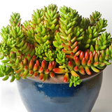 Egrow,Sedum,Succulent,Seeds,Potted,Plant,Flowers,Radiation,Fleshy,Bonsai