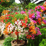 Egrow,Colorful,Bougainvillea,Flower,Seeds,Spectabilis,Willd,Plants,Perennial,Flower,Garden,Bonsai,Potted,Plant