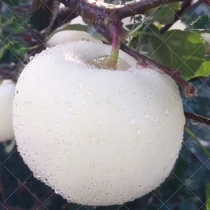 Egrow,Apple,Seeds,White,Apple,Bonsai,Fruit,Bonsai,Apple,Perennial,Potted,Plants,Garden,Planting