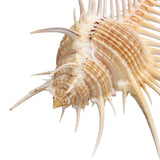 Natural,Murex,Pecten,Shell,Conch,Coral,Snail,Ornament,Decorations