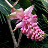 Egrow,Medinilla,Magnifica,Flower,Seeds,Beautiful,Bonsai,Plants,Garden,Decor