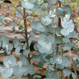 Egrow,Eucalyptus,Seeds,Silver,Dollar,Eucalyptus,Cinerea