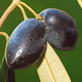 Egrow,Olive,Seeds,Fruit,Seeds,Bonsai,Plants,Garden,Exotic,Plant,Species,Seeds